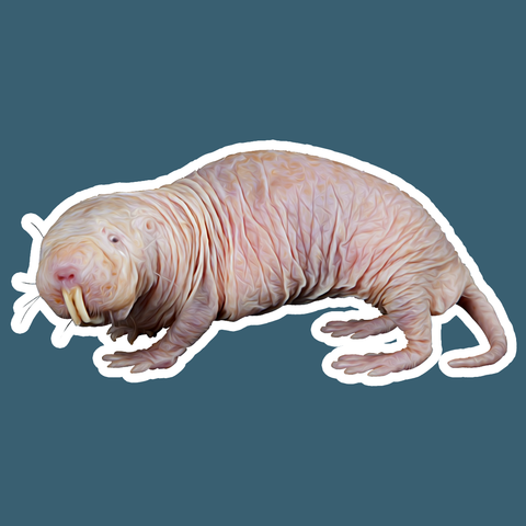 Naked Mole Rat Die Cut Sticker