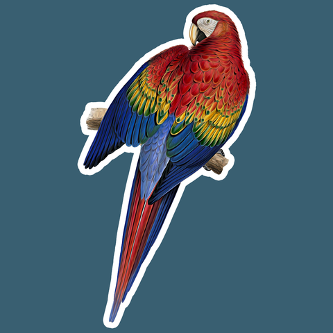 Scarlet Macaw Die Cut Sticker