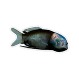 Barreleye Kiss-Cut Sticker