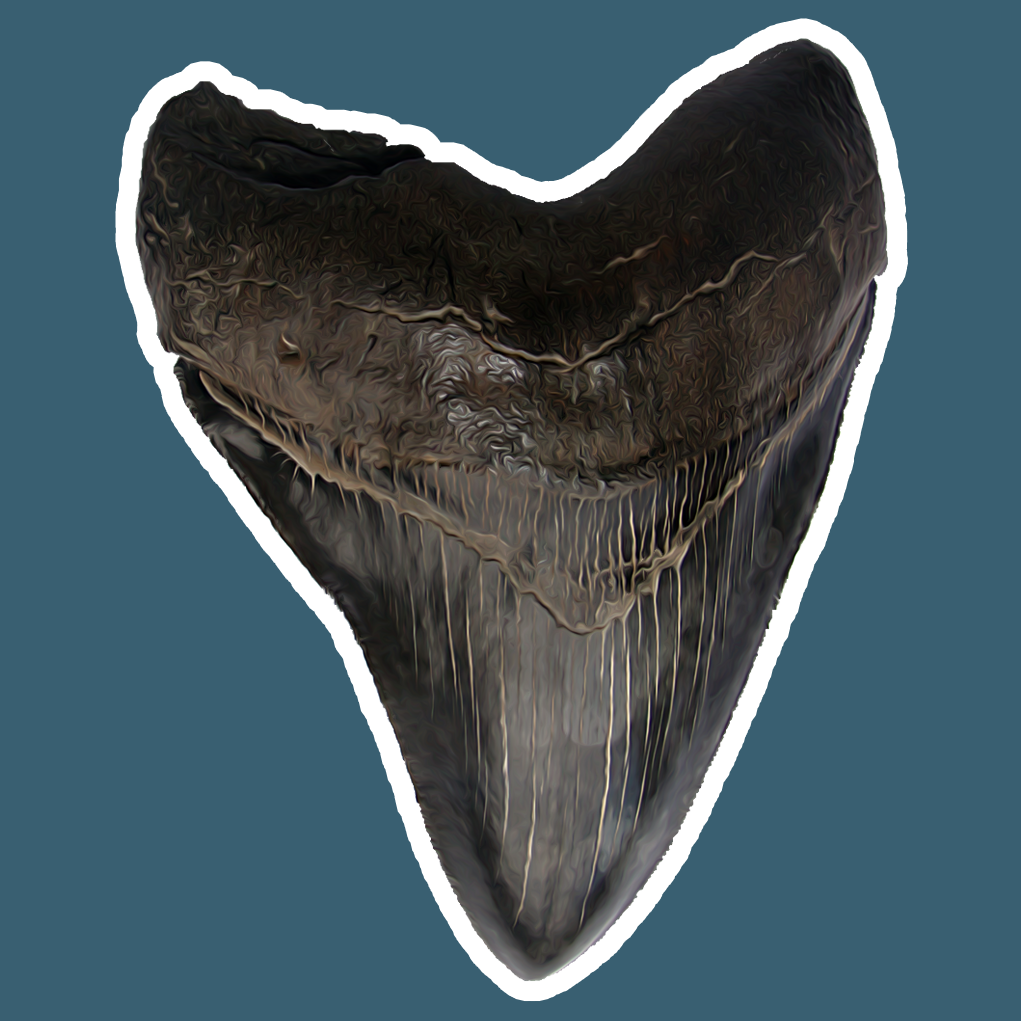 Megalodon Tooth Die Cut Sticker